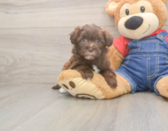 8 week old Havapoo Puppy For Sale - Florida Fur Babies