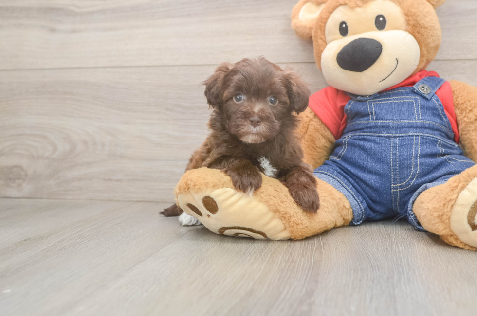 6 week old Havapoo Puppy For Sale - Florida Fur Babies