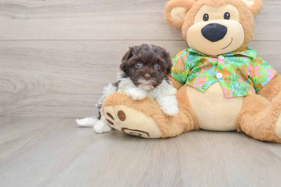 Havapoo Puppy for Adoption