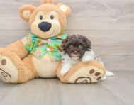 7 week old Havapoo Puppy For Sale - Florida Fur Babies