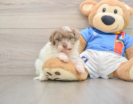 8 week old Havapoo Puppy For Sale - Florida Fur Babies
