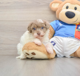 9 week old Havapoo Puppy For Sale - Florida Fur Babies