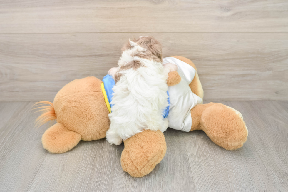 Havapoo Puppy for Adoption