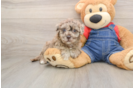 Havapoo Puppy for Adoption