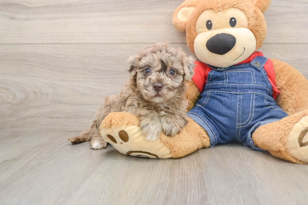 Havapoo Puppy for Adoption