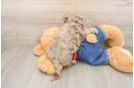 Adorable Havadoodle Poodle Mix Puppy