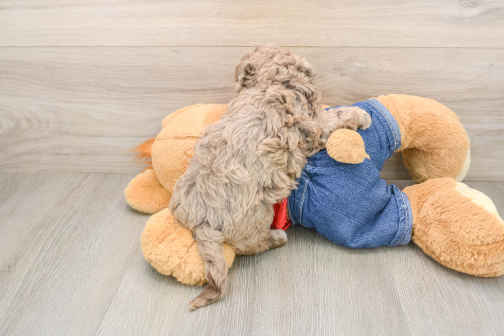 Adorable Havadoodle Poodle Mix Puppy