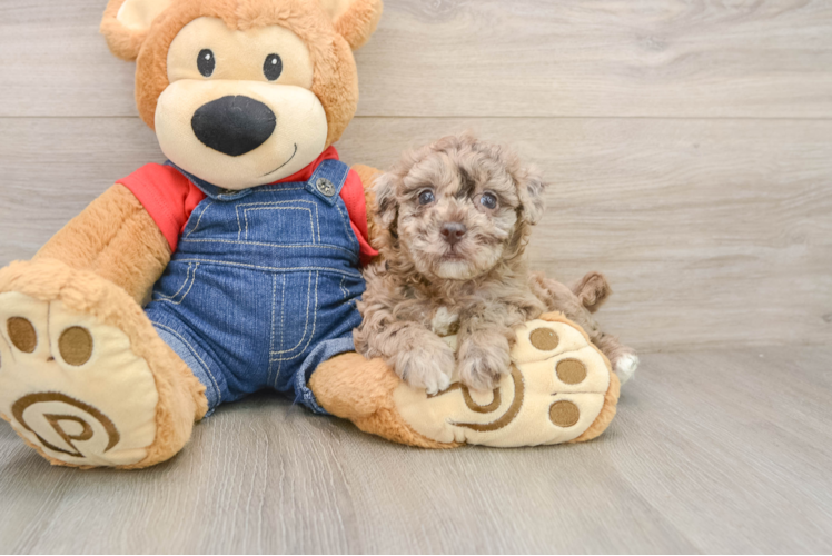 Cute Havapoo Baby
