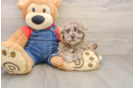 Cute Havapoo Baby
