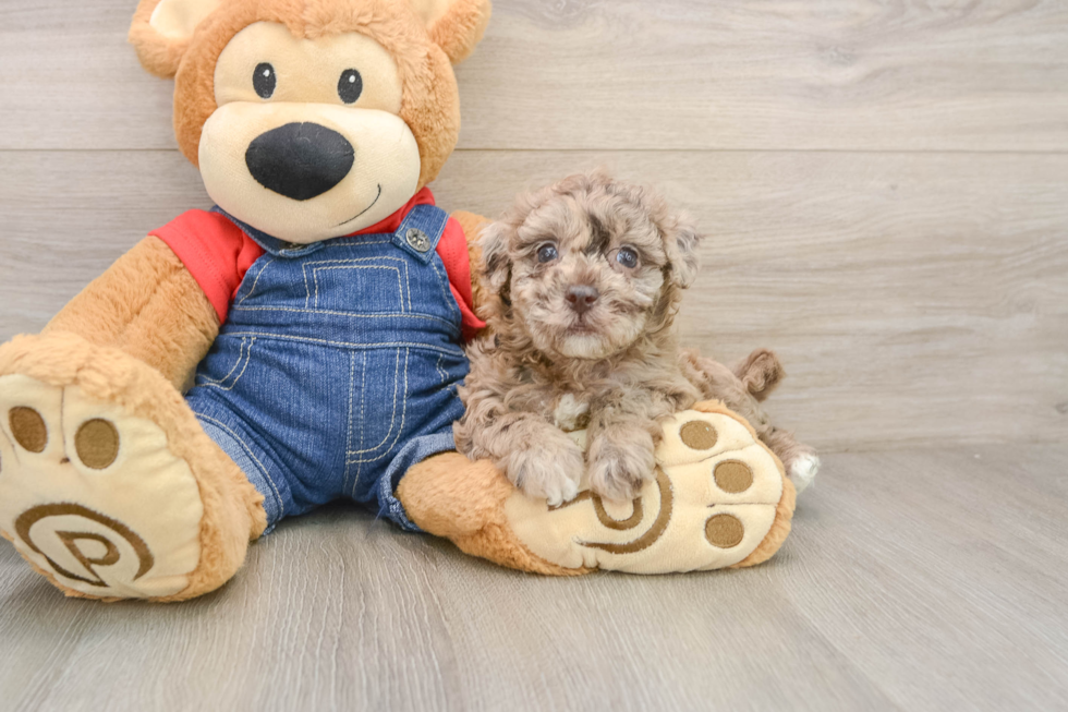 Cute Havapoo Baby