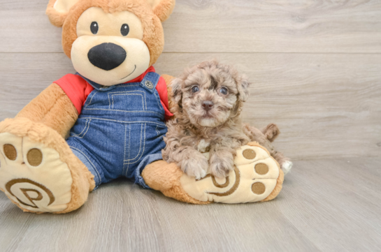 Cute Havapoo Baby