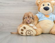 8 week old Havapoo Puppy For Sale - Florida Fur Babies