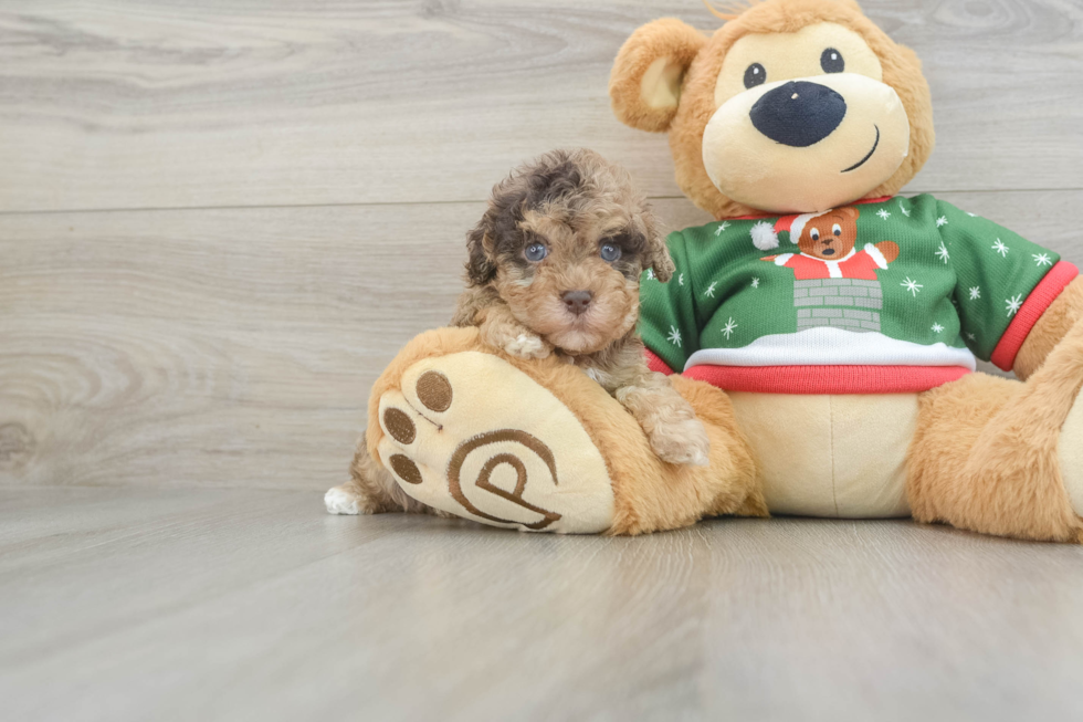 Popular Havapoo Poodle Mix Pup