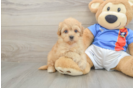 Funny Havapoo Poodle Mix Pup