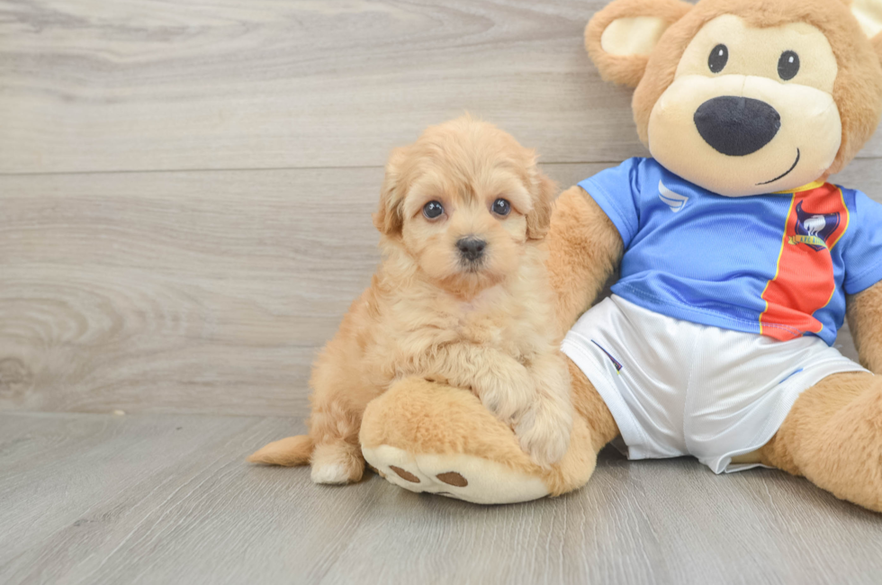 5 week old Havapoo Puppy For Sale - Florida Fur Babies