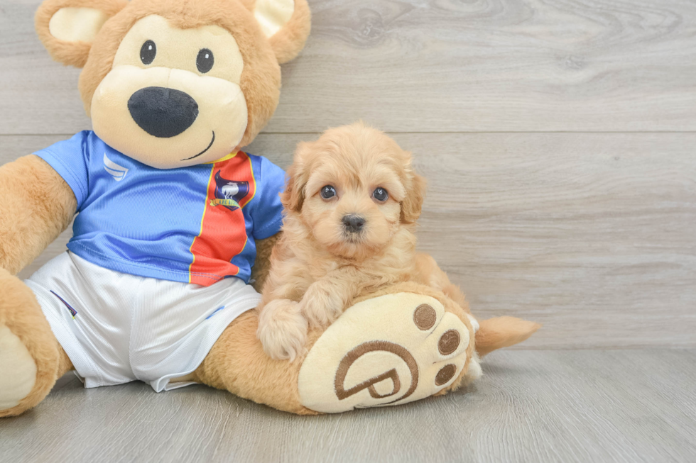 Havapoo Pup Being Cute