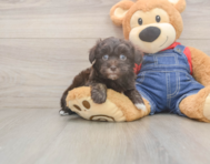 8 week old Havapoo Puppy For Sale - Florida Fur Babies