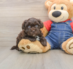 7 week old Havapoo Puppy For Sale - Florida Fur Babies