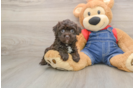 Havapoo Pup Being Cute
