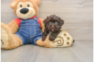 Havapoo Puppy for Adoption