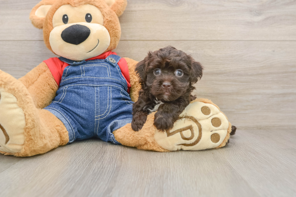 Havapoo Puppy for Adoption