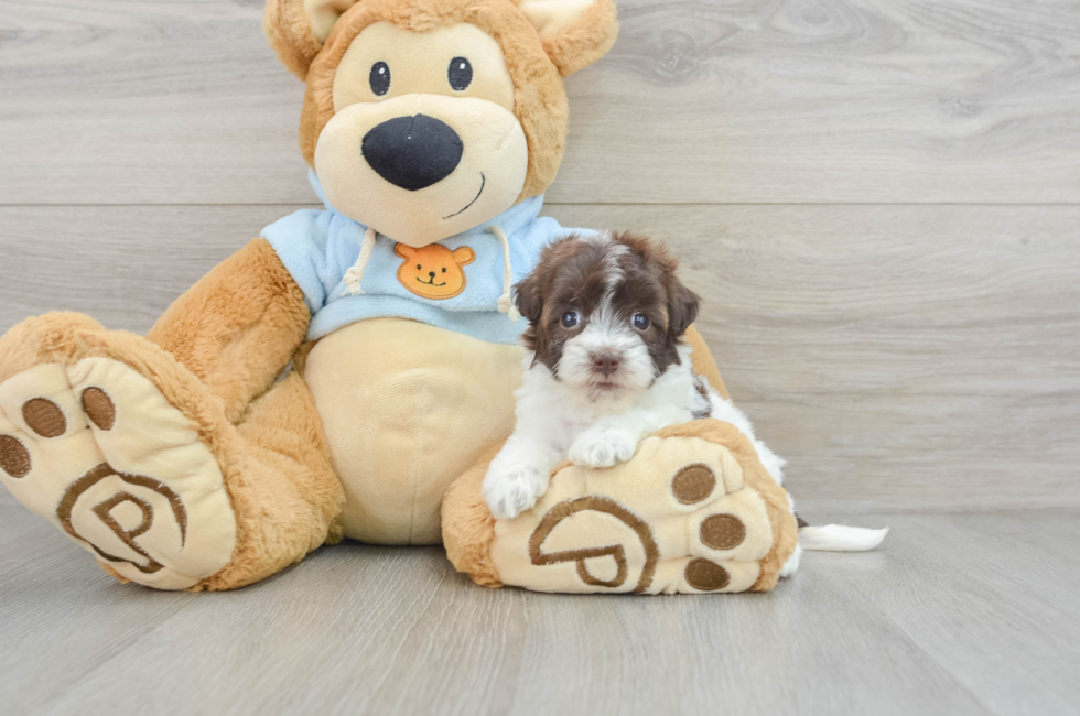 9 week old Havapoo Puppy For Sale - Florida Fur Babies