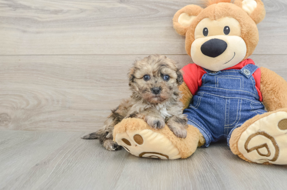 6 week old Havapoo Puppy For Sale - Florida Fur Babies
