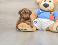 8 week old Havapoo Puppy For Sale - Florida Fur Babies