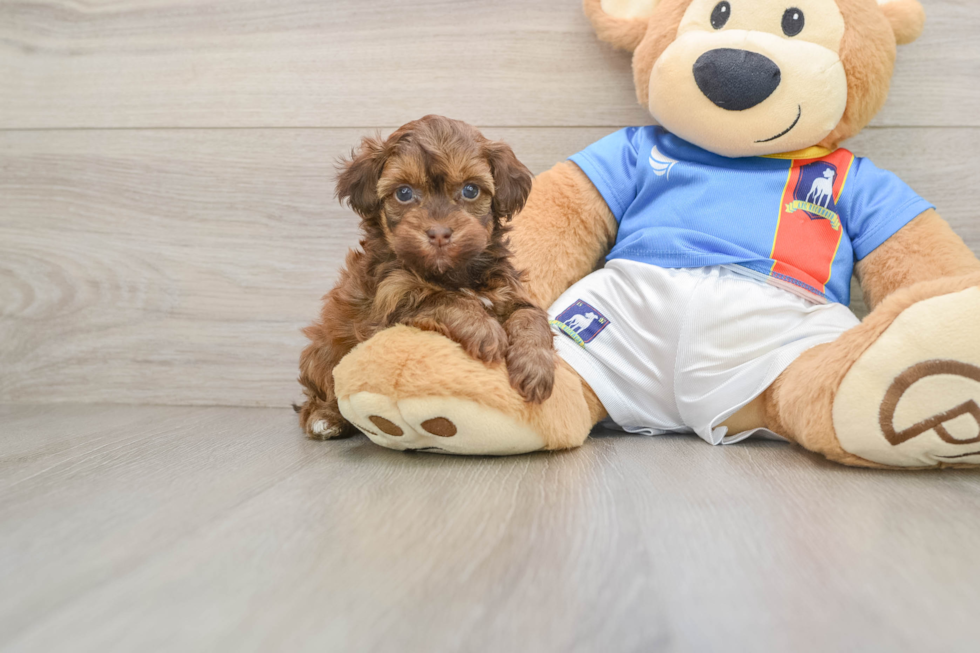 Havapoo Puppy for Adoption