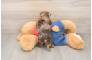 Havapoo Pup Being Cute