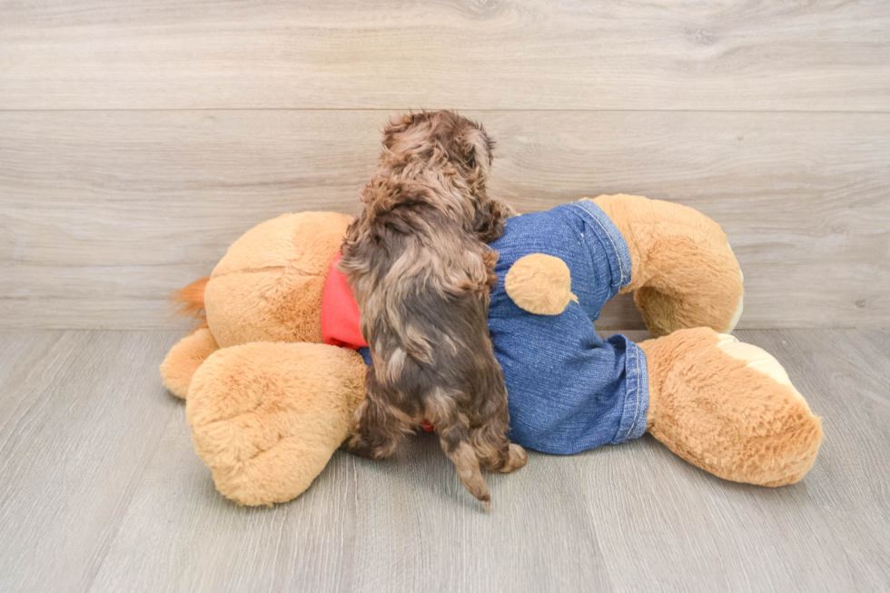 Havapoo Pup Being Cute