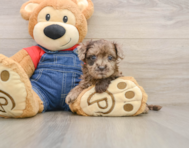 7 week old Havapoo Puppy For Sale - Florida Fur Babies
