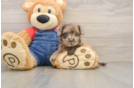 Little Havadoodle Poodle Mix Puppy