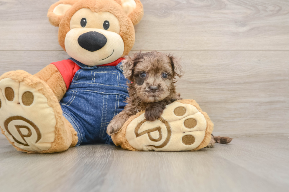 Little Havadoodle Poodle Mix Puppy