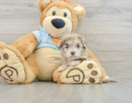8 week old Havapoo Puppy For Sale - Florida Fur Babies