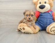 8 week old Havapoo Puppy For Sale - Florida Fur Babies