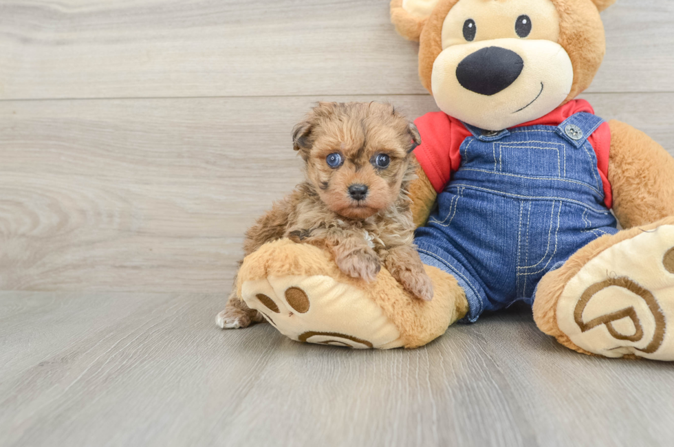 6 week old Havapoo Puppy For Sale - Florida Fur Babies