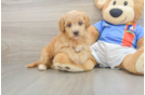 Funny Havapoo Poodle Mix Pup