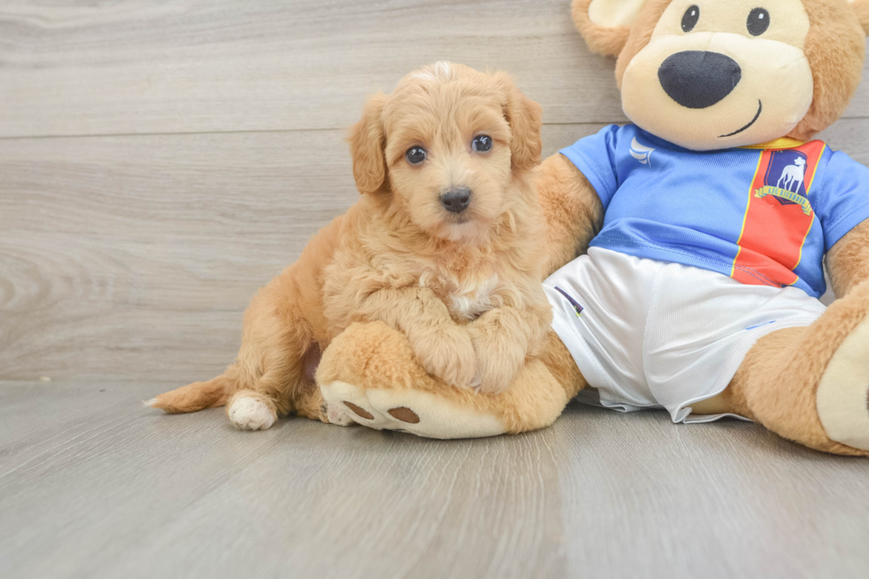 Funny Havapoo Poodle Mix Pup