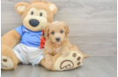Popular Havapoo Poodle Mix Pup