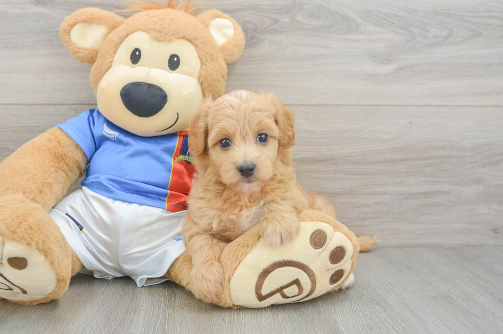 5 week old Havapoo Puppy For Sale - Florida Fur Babies