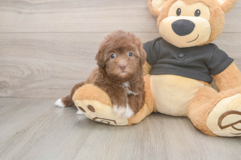 5 week old Havapoo Puppy For Sale - Florida Fur Babies