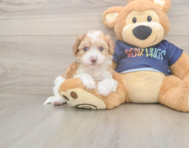 7 week old Havapoo Puppy For Sale - Florida Fur Babies