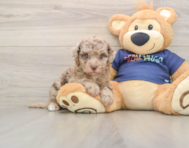 8 week old Havapoo Puppy For Sale - Florida Fur Babies