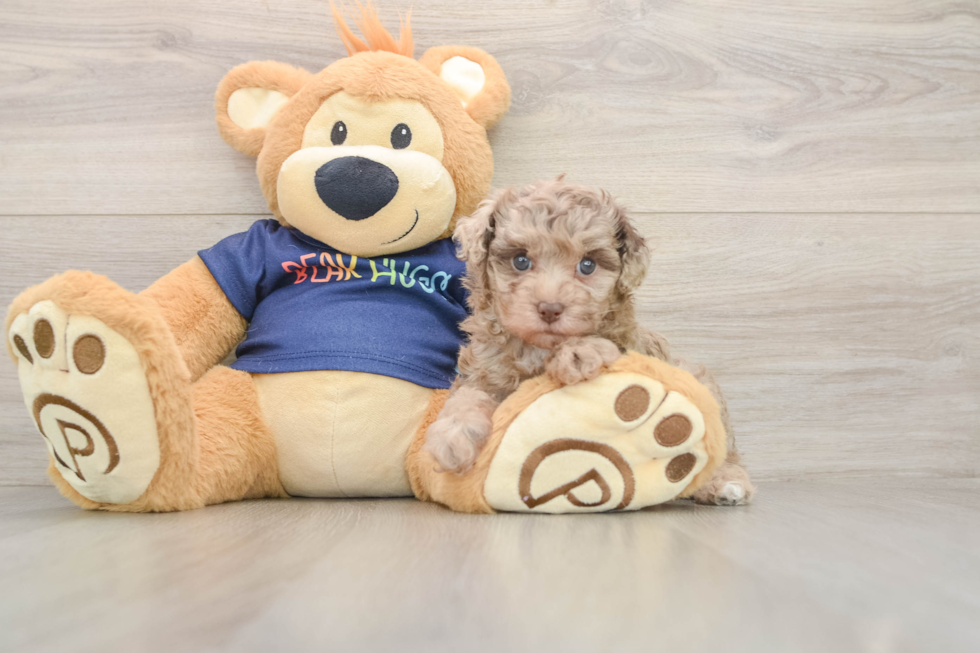 Popular Havapoo Poodle Mix Pup