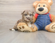 7 week old Havapoo Puppy For Sale - Florida Fur Babies