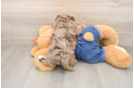 Havapoo Puppy for Adoption