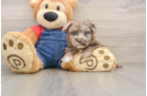 Havapoo Pup Being Cute