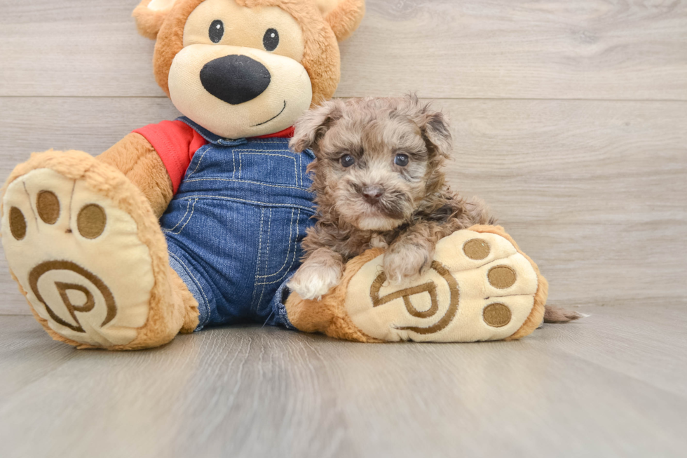 Havapoo Pup Being Cute