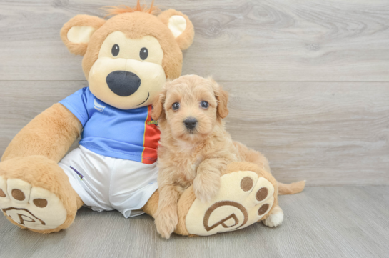 Hypoallergenic Havadoodle Poodle Mix Puppy